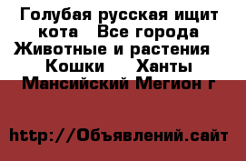 Голубая русская ищит кота - Все города Животные и растения » Кошки   . Ханты-Мансийский,Мегион г.